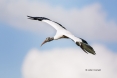 Flying-Bird;Mycteria-americana;One;Stork;Wood-Stork;action;active;aerodynamic;av